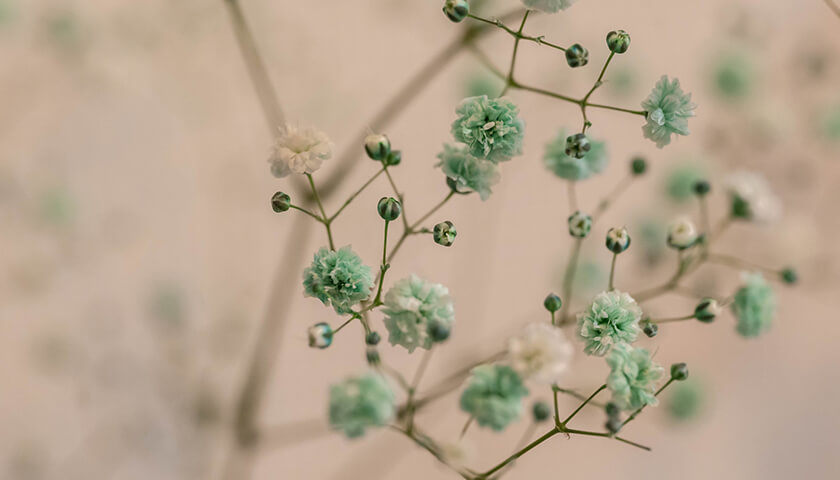 �����ڥ륬���ɸ����ȿ��Ǥ��줿Ʊν�ȤΡ����ߥ�˥��������Υ��ĤϤ��롩